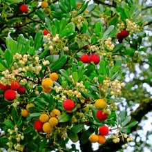 Load image into Gallery viewer, Set of 3 Organic Raw Greek Arbutus Floral Honey Earthbreath