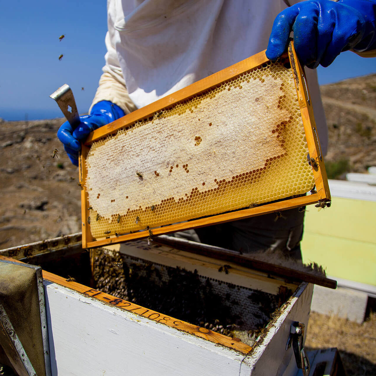 Organic Raw Greek Fir Honeydew Honey (Copy) Earthbreath