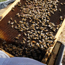 Load image into Gallery viewer, Organic Raw Greek Oak Honey Earthbreath