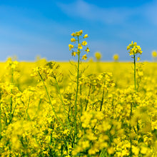 Load image into Gallery viewer, Raw Rapeseed Honey
