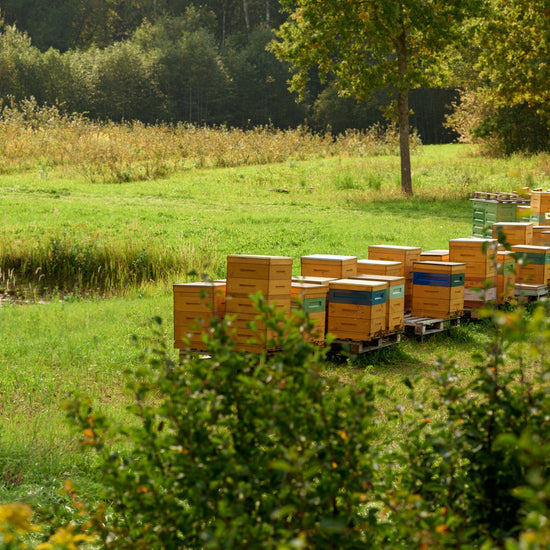 Wooden beehives on pallets in a meadow at the forest edge