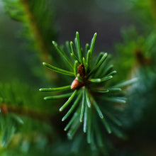 Load image into Gallery viewer, 1kg Raw Honey - Wildflower | Forest | Clover | Heather | Spring | Meadow | Linden | Buckwheat | Rapeseed Earthbreath