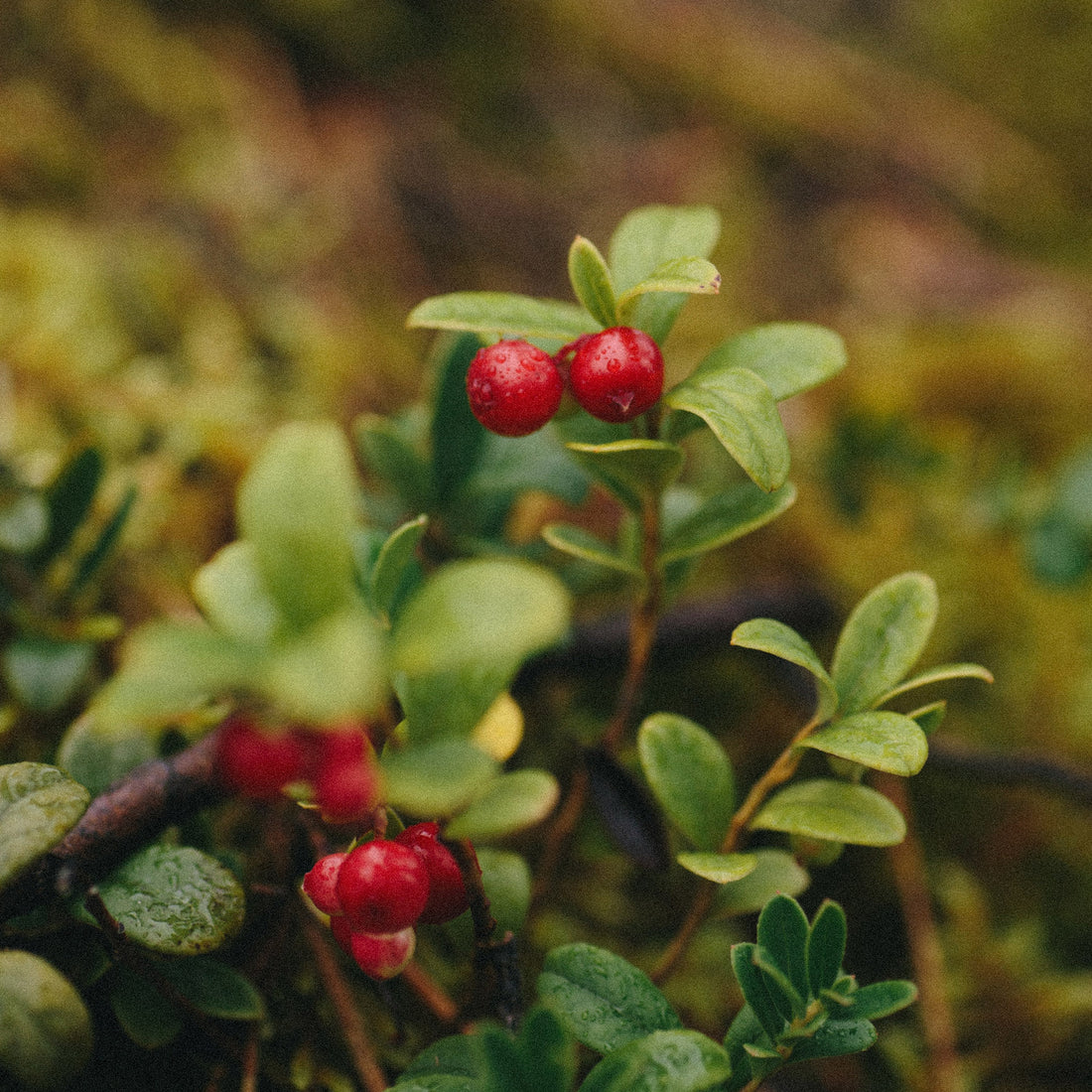 Honey with Lingonberries (Copy) Earthbreath