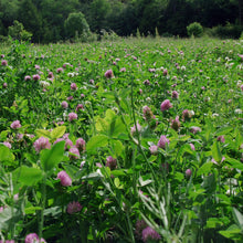 Load image into Gallery viewer, 1kg Raw Honey - Wildflower | Forest | Clover | Heather | Spring | Meadow | Linden | Buckwheat | Rapeseed Earthbreath