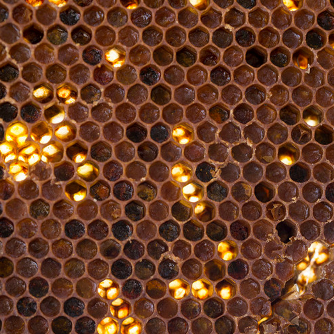 Assorted Bee Bread Pastilles 150g