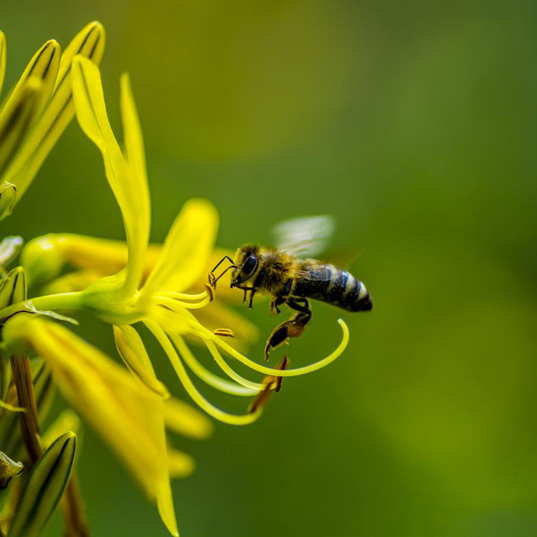Organic Bee Pollen Earthbreath