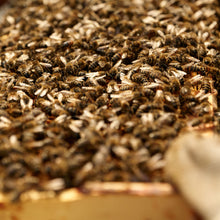 Load image into Gallery viewer, Fermented Organic Raw Heather Honey (Copy) Earthbreath