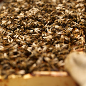 Bee Pollen Earthbreath