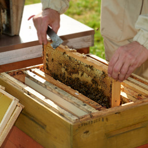 Organic Runny Raw Forest Honey Earthbreath