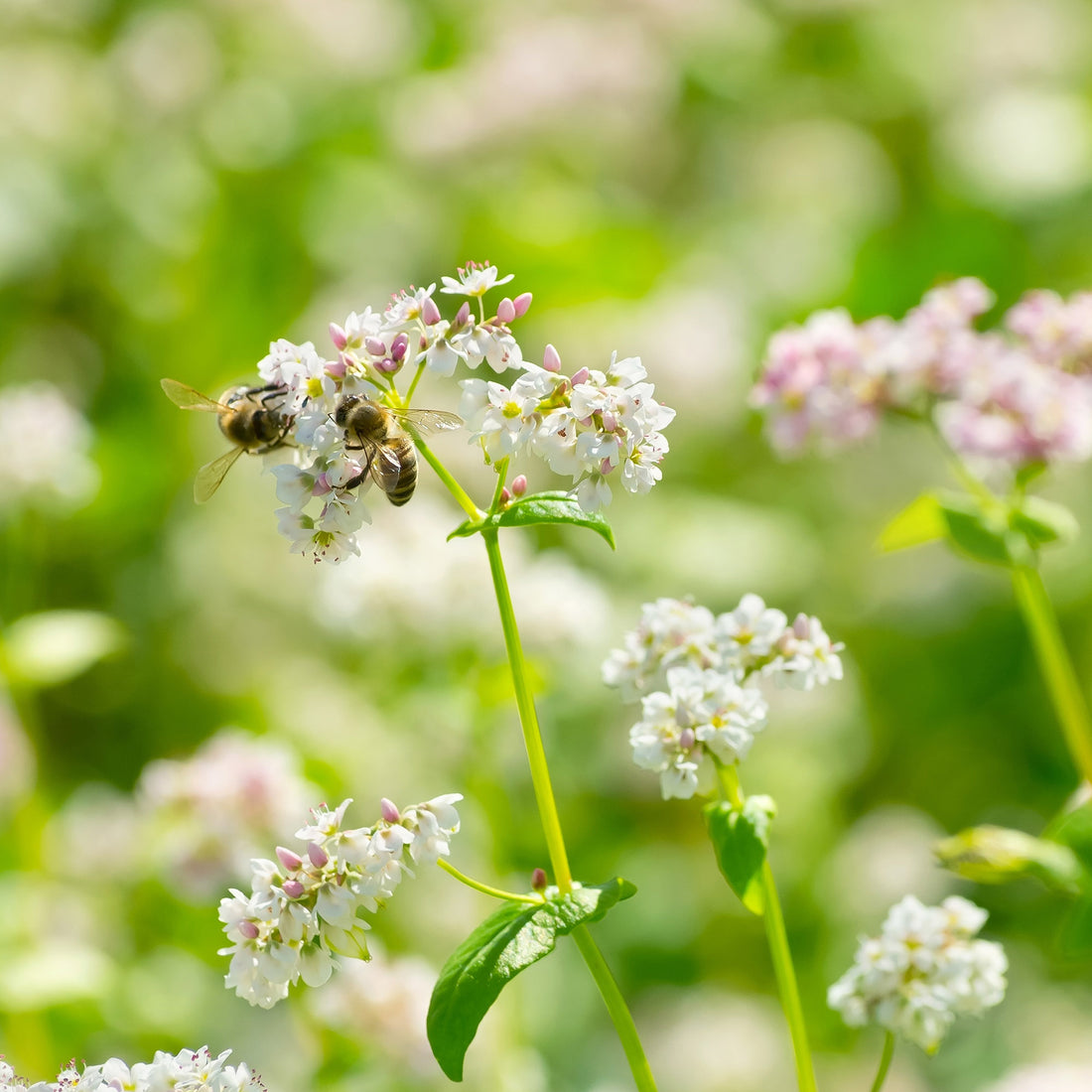 Raw Buckwheat & Summer Blossom Honey Earthbreath