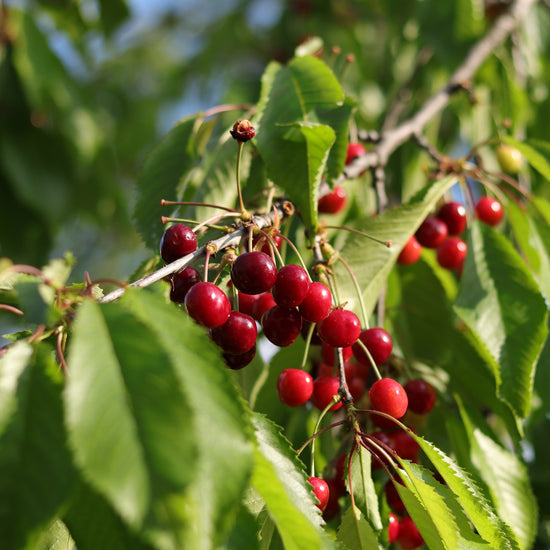Honey with Cherries Earthbreath