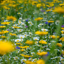 Load image into Gallery viewer, Organic Raw Meadow Flower Honey Earthbreath