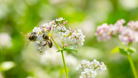 Bees on Buckwheat Flowers
