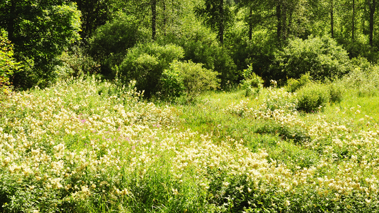 Latvia's Nature and Flowers