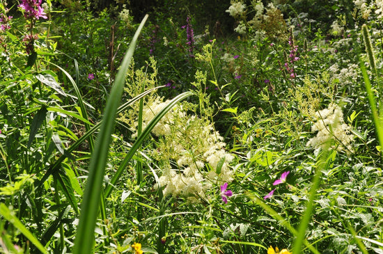 From Flowers to Honey: How Landscape Shapes Honey