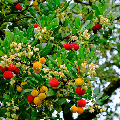 Set of 3 Organic Raw Greek Arbutus Floral Honey Earthbreath