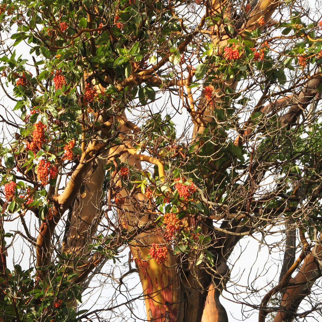 Arbutus tree with reddish bark and clusters of red berries