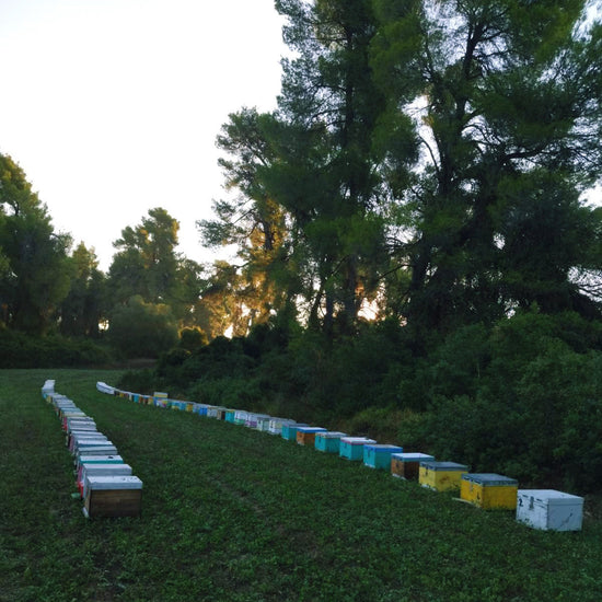 Two rows of colourful beehives on a green field beside tall trees