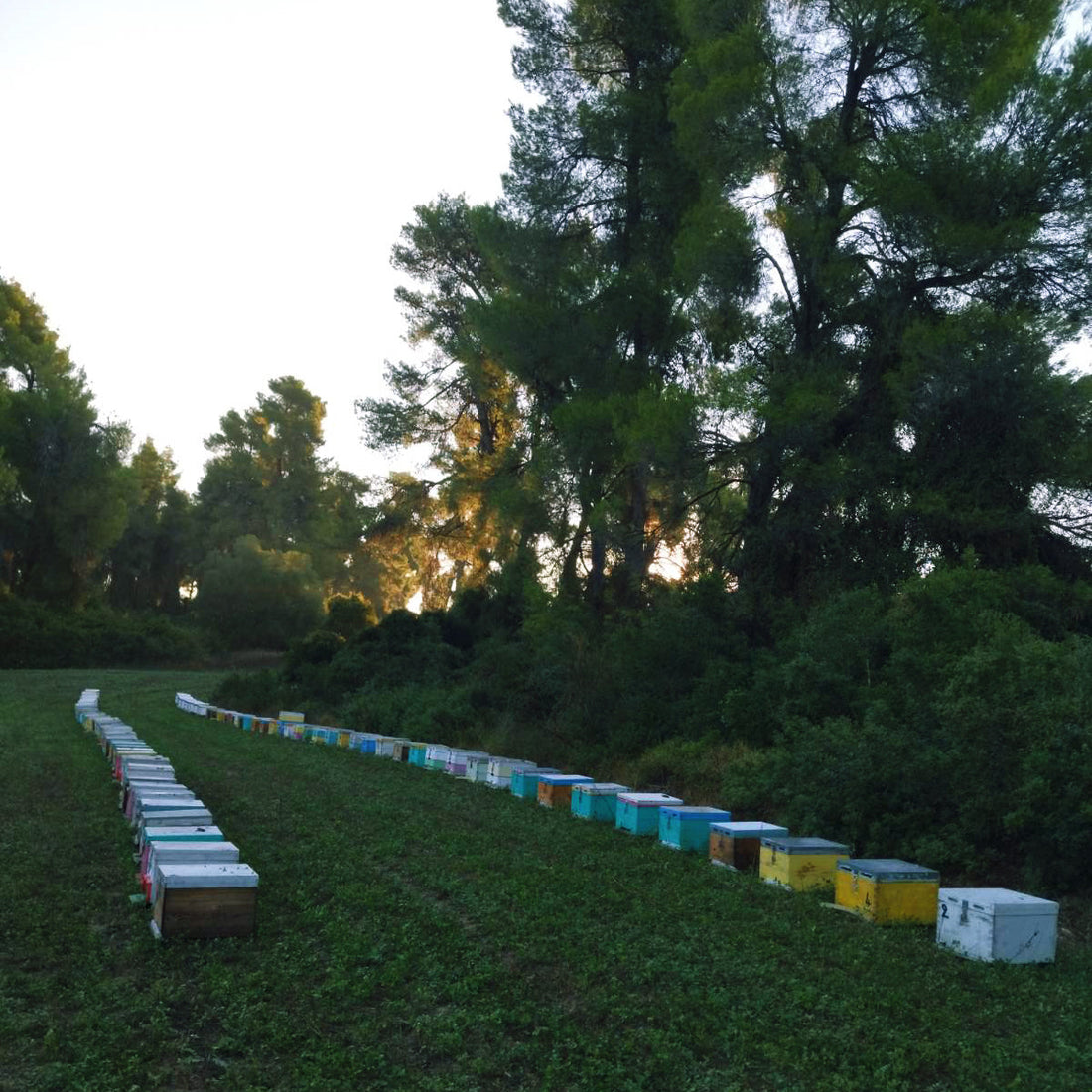 Two rows of colourful beehives on a green field beside tall trees