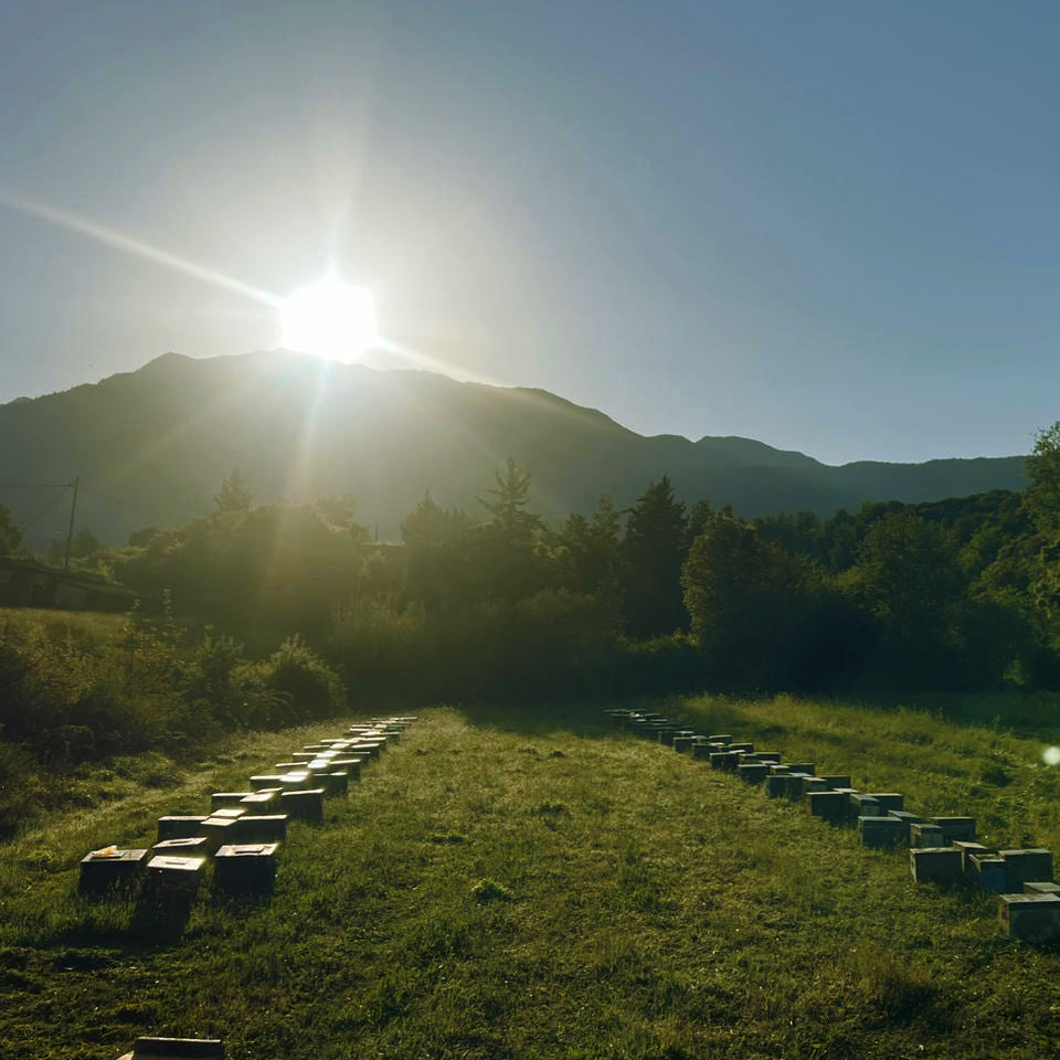 Organic Raw Greek Forest Honey Earthbreath