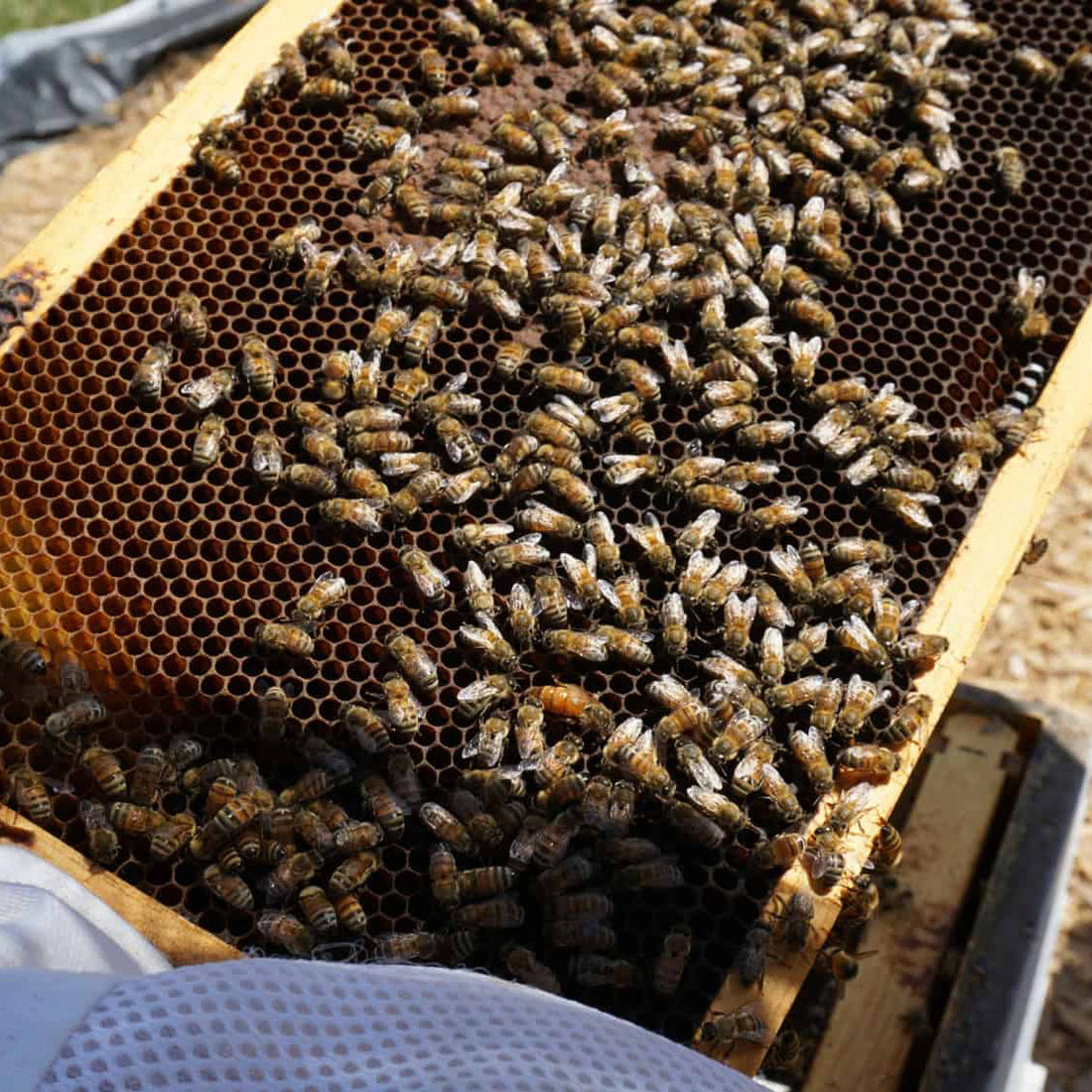 Organic Raw Greek Forest Honeydew Honey (Copy) Earthbreath