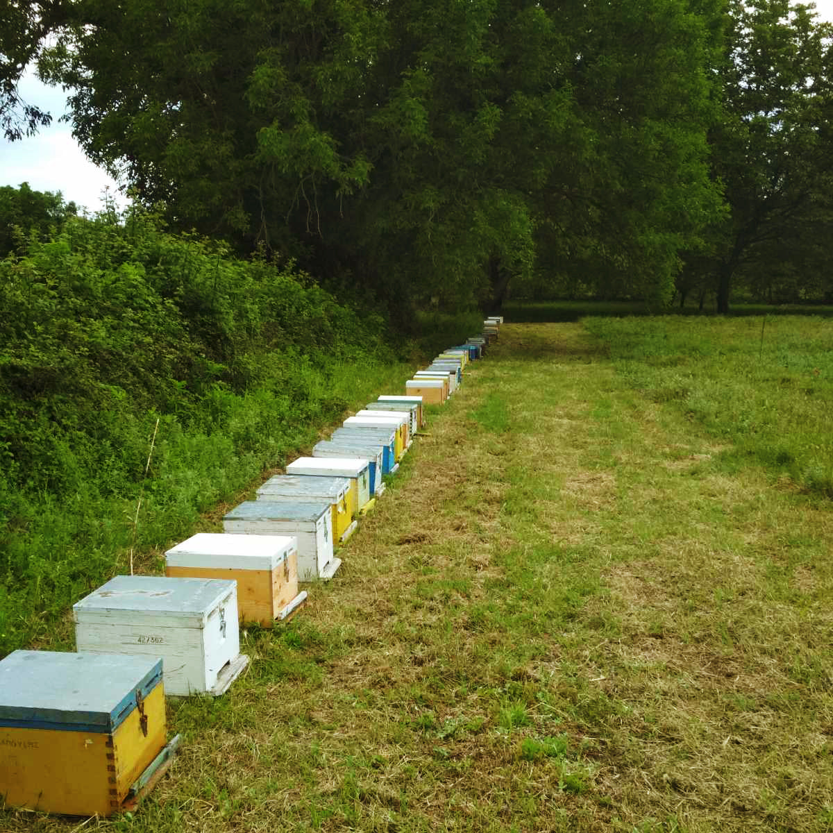 Organic Raw Greek Oak Honey Earthbreath