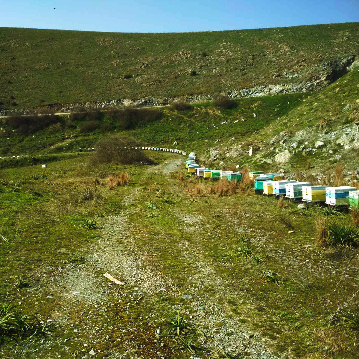 Organic Raw Greek Arbutus Floral Honey (Copy) Earthbreath