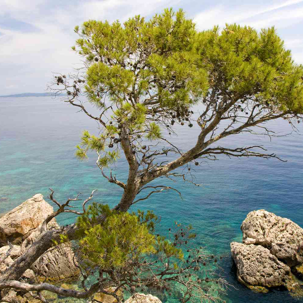 Organic Raw Greek Pine Honey Earthbreath