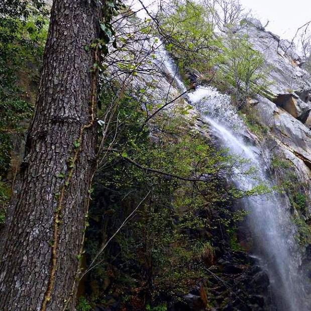 Waterfall on a rocky cliff beside a tall tree in the Mount Belles forest, Greece