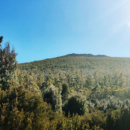 Organic Raw Greek Oak Honey Earthbreath