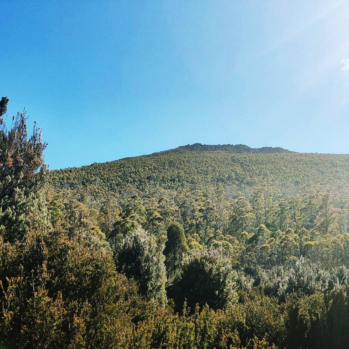 Organic Raw Greek Oak Honey Earthbreath