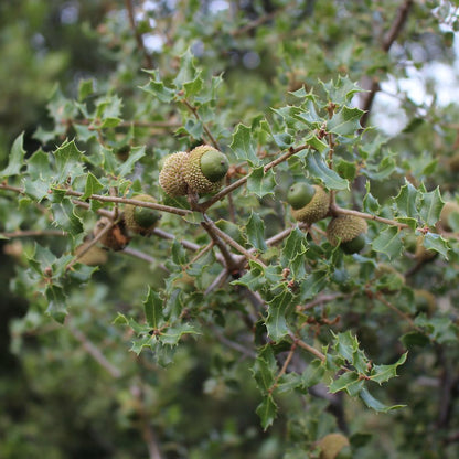 Organic Raw Greek Oak Honey Earthbreath