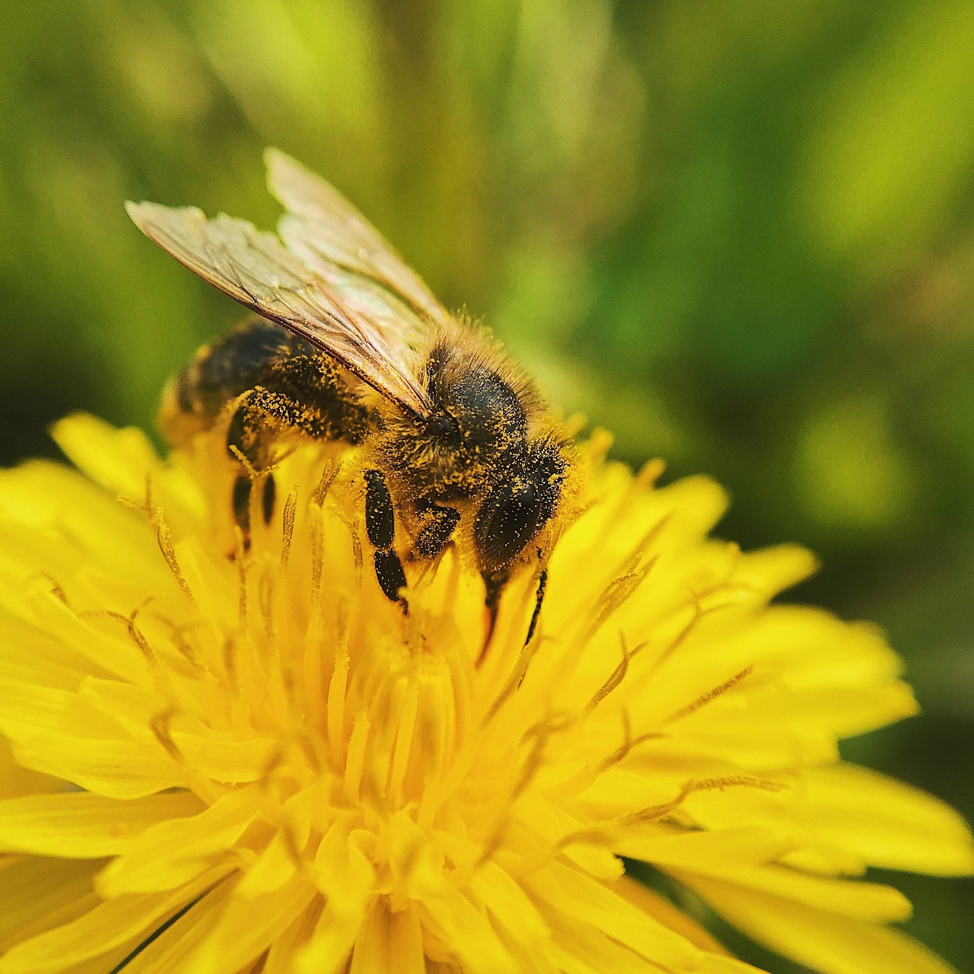 Family Set - Organic Honey with Raw Propolis, Bee Pollen, Honey with Bee Bread, Honey with Ginger, Honey with Lingonberries (Copy) Earthbreath