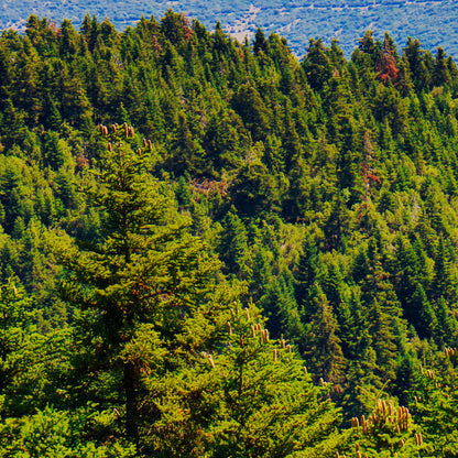 Organic Raw Vanilla Fir Honey Earthbreath