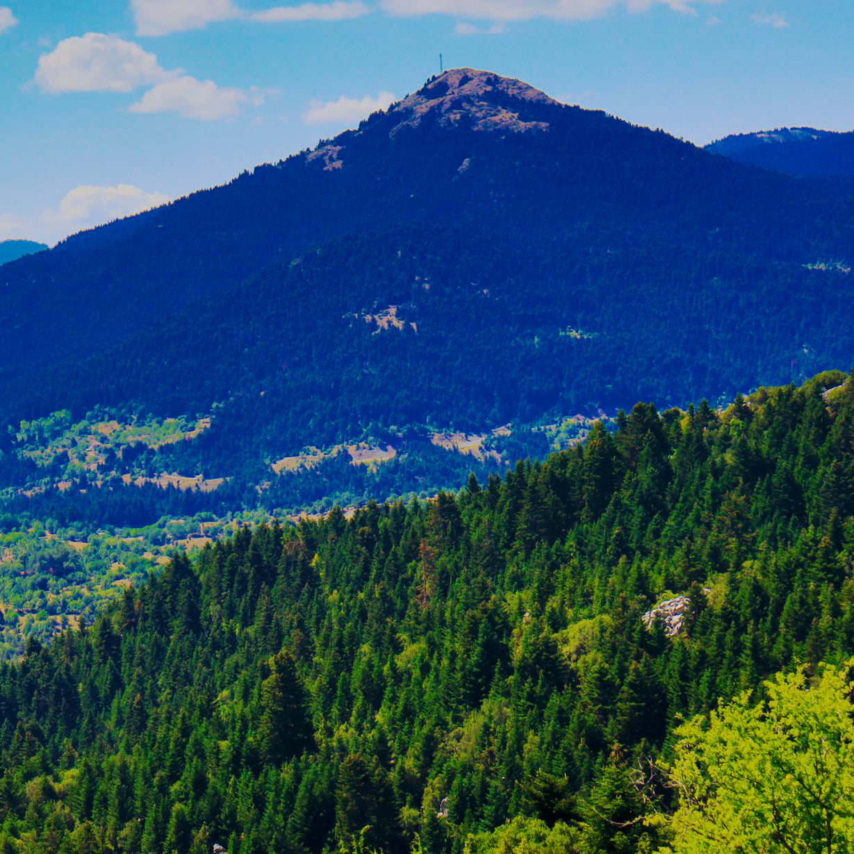 Organic Raw Vanilla Fir Honey Earthbreath