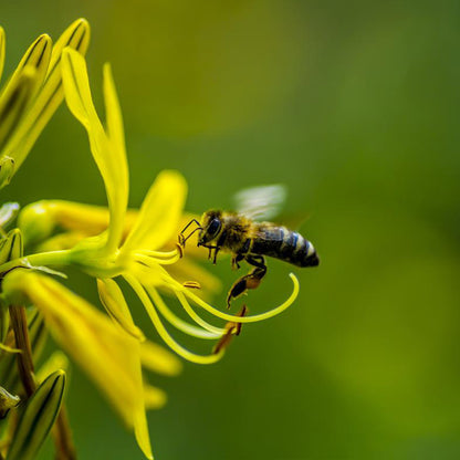 Pure Bee Pollen 100g