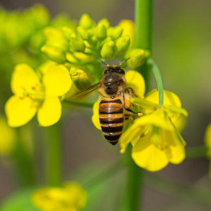 Raw Rapeseed Honey