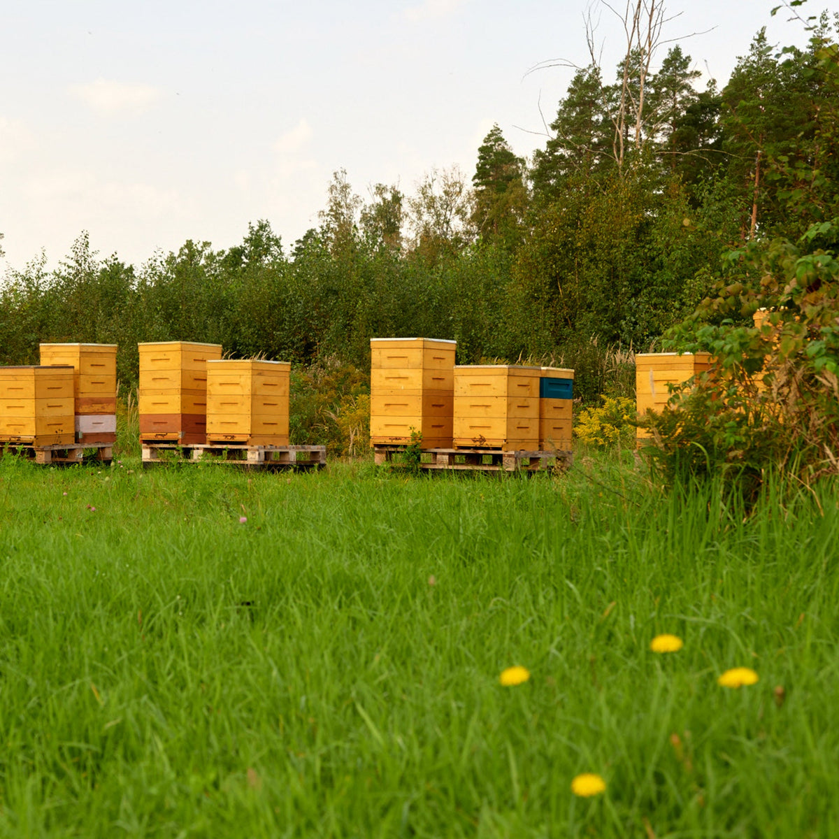 <p>Our Honey</p>