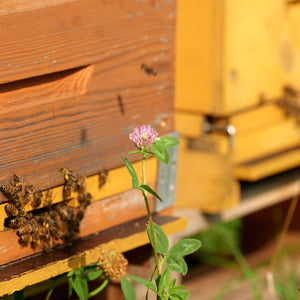 Organic Runny Wildflower Honey Erthbreath