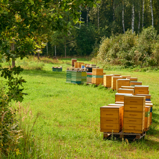 Honey with Propolis Extract (Copy) Earthbreath