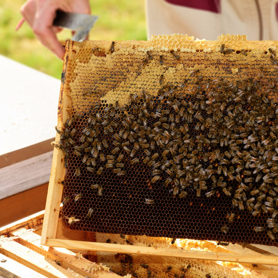 Honey with Propolis Extract (Copy) Earthbreath