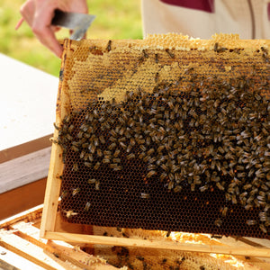 Honey with Propolis