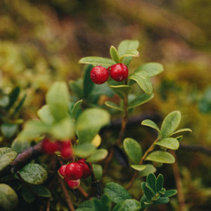 Honey with Lingonberries Earthbreath