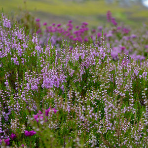 Raw Heather Honey Earthbreath