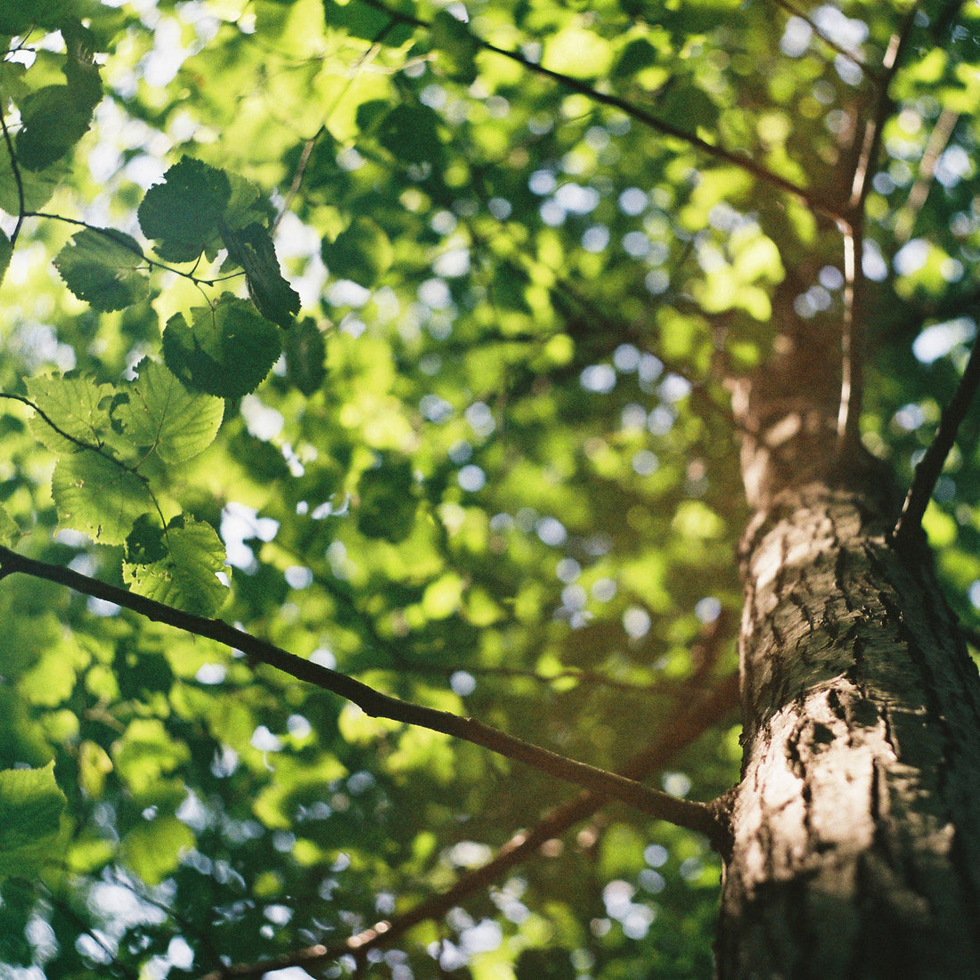 Sunlit tree canopy and trunk seen from below