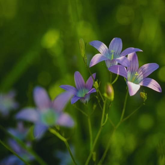 Purple bellflowers against green grass