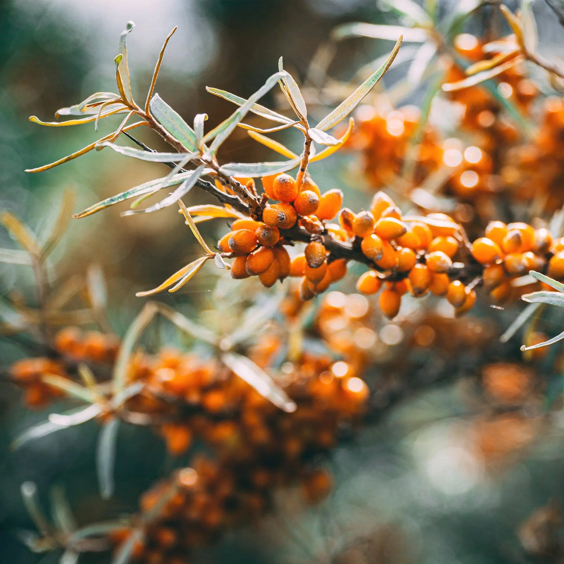 Honey with Sea Buckthorn 30g x 16 Mini Jars Earthbreath