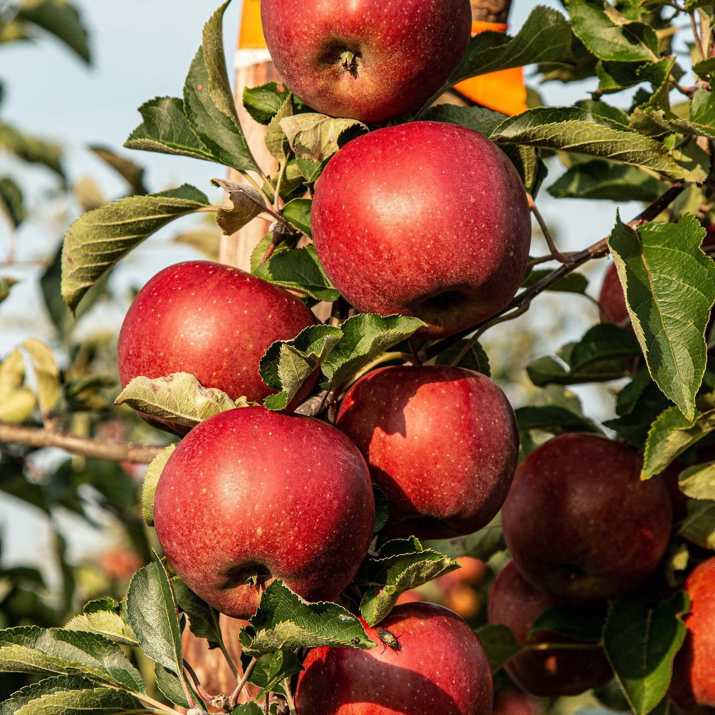 Assorted Bee Bread Pastilles 150g in Paper Pouch Earthbreath