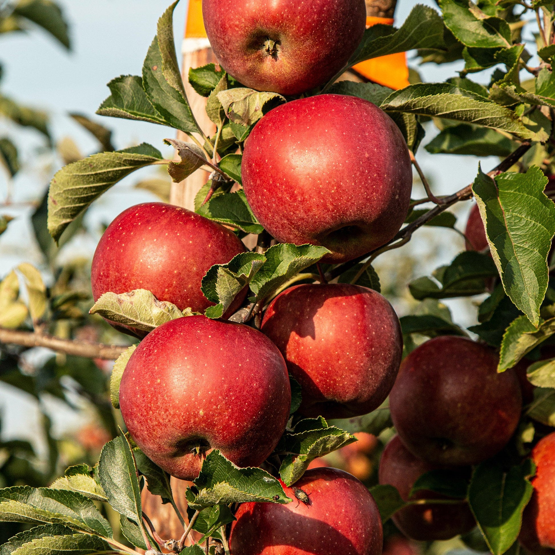 Assorted Bee Bread Pastilles 150g in Paper Pouch Earthbreath