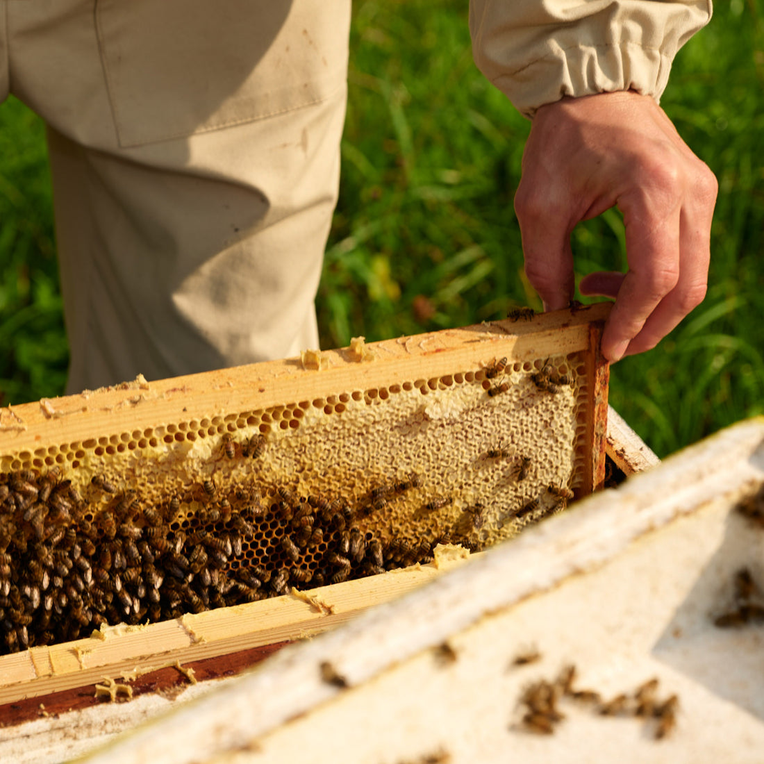 Honey with Bee Pollen Earthbreath